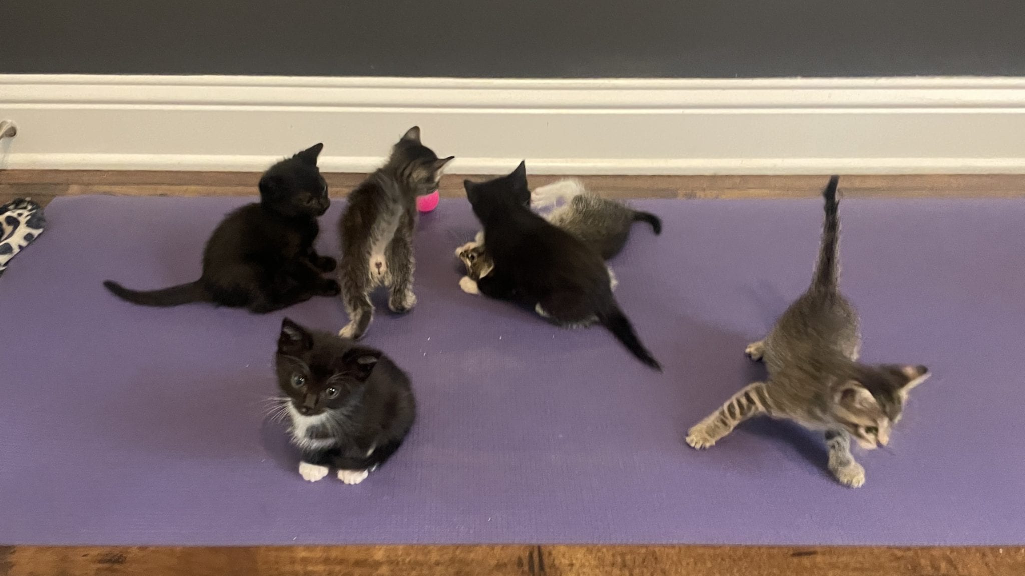 Kitten Yoga • Aspire Yoga Center